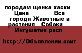 породам щенка хаски › Цена ­ 10 000 - Все города Животные и растения » Собаки   . Ингушетия респ.